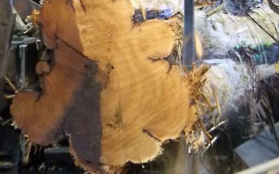 Learn how to identify, grade, and harness BC’s prized Red Cedar with ER Mill Services’ online training
